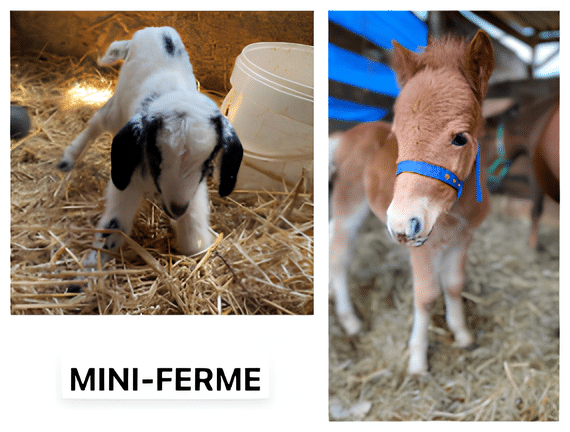 L’ECURIE DE LA CESSE mini ferme